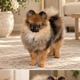 Little sir pending - Orange sable male Pomeranian puppy in Phoenix, Arizona from Luxpomz