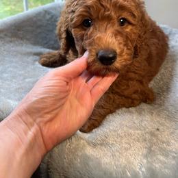 Opie - Red  male Goldendoodle puppy in Clarksville, Tennessee from Golden Pine Designer Doodles