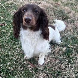 Jaxx - Dachshund