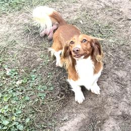 Kai - Piebald male Dachshund puppy in Call, Texas from Dachshund D’Amore