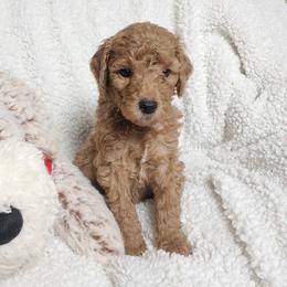 Light Blue - Red  male Goldendoodle puppy in Cumming, Georgia from Chattahoochee Kennels