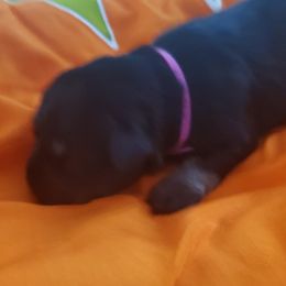 Girl 4 - Black and silver female Miniature Schnauzer puppy in Fresno, California from Findell Kennel, LLC