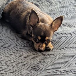 Ally - Chihuahua