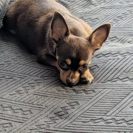 Ally - Chihuahua