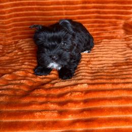 Dallas - Black and tan male Yorkshire Terrier puppy in Tulsa, Oklahoma from Conns Cuddly Canines
