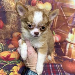 Max - Chocolate sabled fawn male Chihuahua puppy in Palmyra, Indiana from Country Star Chihuahuas