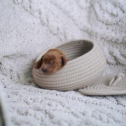 Red collar boy - Gaston - Red  male Goldendoodle puppy in Duncan, South Carolina from Abner Creek Poodles & Doodles