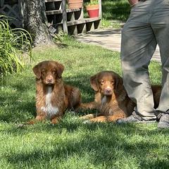 Nova Scotia Duck Tolling Retrievers from Riverside Tollers