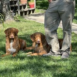 Nova Scotia Duck Tolling Retrievers from Riverside Tollers