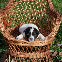 Kiss - Blue mottled female Australian Cattle Dog puppy in Buffalo Valley, Tennessee from Buffalo Valley Breeders