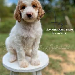 Goldendoodle Puppies from Juniper Ridge Poodles & Goldendoodles
