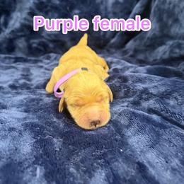 Purple - Golden female Golden Retriever puppy in Salt Lake City, Utah from Soaring golden retrievers