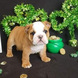 Bulldog Puppies from Magnifique Bulldogs