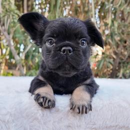 Purple - Black and tan female French Bulldog puppy in Avondale, Arizona from BigDiamondFrenchies