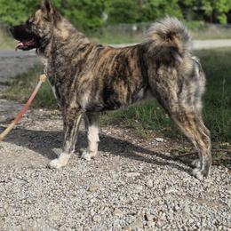 Nana - Akita