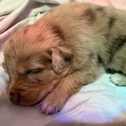 Superman - Red merle male Australian Shepherd puppy in East Hartford, Connecticut from CT Aussies