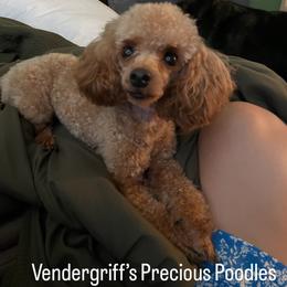 Golden Retriever and Poodle All Grown Up from Meagan Nielson’s Precious Pups
