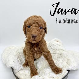 Java - Red  male Goldendoodle puppy in Taylorsville, North Carolina from Doggone Dixie Doodles
