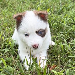 Rori - Red and white female Pomsky puppy in Orange, Virginia from Fluff and Feathers