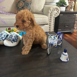 Asher - Red  male Poodle puppy in Mint Hill, North Carolina from DoodleForever