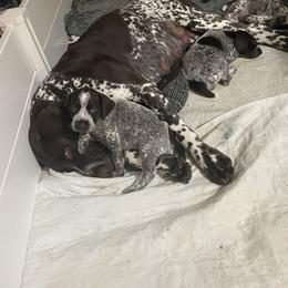 German Shorthaired Pointer Puppies from Chrishelle Farm
