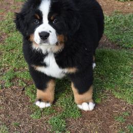 Bernese Mountain Dog Puppies from Breakfield Berners