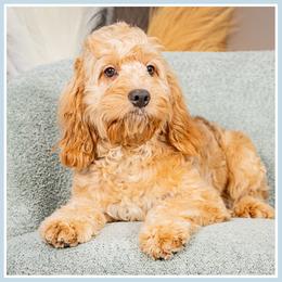 Fred - Red and white male Cockapoo puppy in Connersville, Indiana from Deaz Doodle Ranch