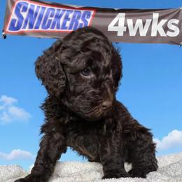 Snickers - Brown male Barbet puppy in New Bedford, Massachusetts from Barbie's Barbets