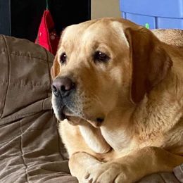 Labrador Retriever All Grown Up from Hill’s Labrador Retrievers