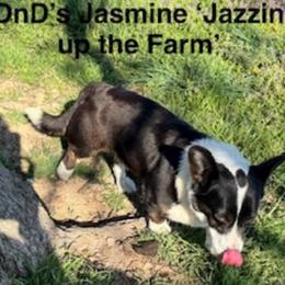 Jasmine - Black and white female Cardigan Welsh Corgi puppy in Omaha, Arkansas from DnD Corgis