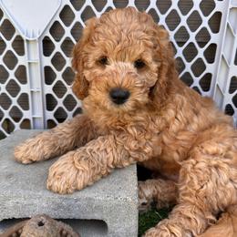 Chip - Apricot male Goldendoodle puppy in Chelan, Washington from North Cascades Doodles