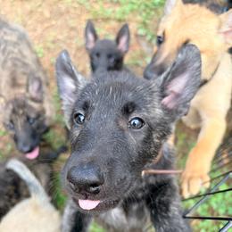 Brown - Gold brindle male Dutch Shepherd puppy in Wheatland, Wyoming from Mill Iron Dutch Shepherds