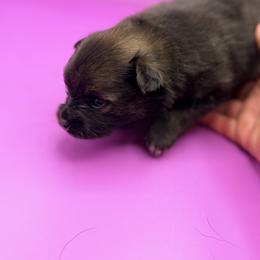 Seira - Beaver female Pomeranian puppy in Brandon, Vermont from Poms All Day