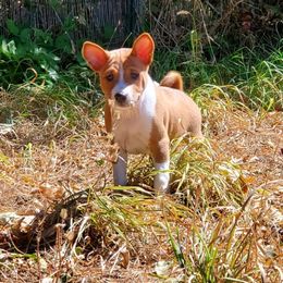 Basenji Puppies from Basenji Puppies