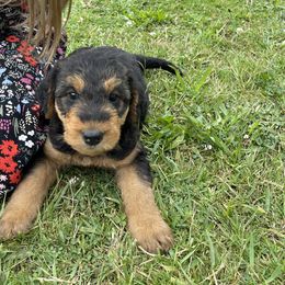 Airedale Terrier Puppies from Seaquest Airedales