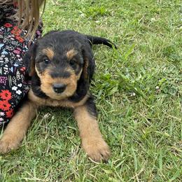 Airedale Terrier Puppies from Seaquest Airedales