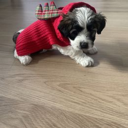 Boy 2 - Havanese puppy in Osceola, Indiana from LUV my HAVAMALT