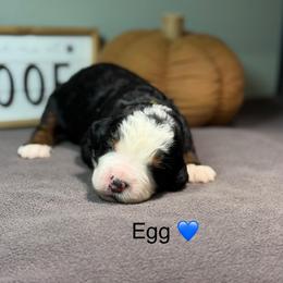 Egg - Tri-color male Bernedoodle puppy in El Campo, Texas from Little Fur Friends Bernedoodles