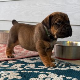 Hulk - Fawn male Boerboel puppy in Florida from CLAD Guard Boerboels