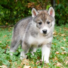 Fae - Agouti and white female Siberian Husky puppy in Knoxville, Tennessee from The Siberian Empire
