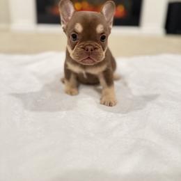 Pearl - Tricolors female French Bulldog puppy in Sanger, California from Frenchie Envy Puppies