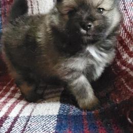 Companion Cross, Pomeranian, and Sheepadoodle Puppies from Fluffy Wonders Poms and Doodles