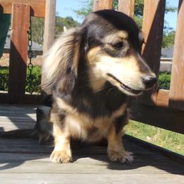 Elsa - Dachshund