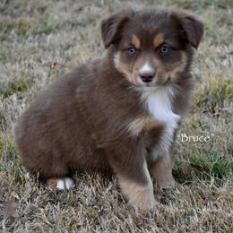 Bruce - Red tri male Miniature Australian Shepherd puppy in Evant, Texas from Lazy VT Bar Ranch