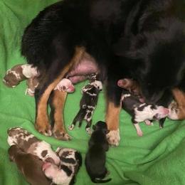 Aussiedoodle and Australian Shepherd Puppies from RoseWest Farms