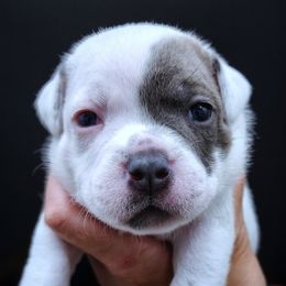 Pearl - White female Staffordshire Bull Terrier puppy in Dallas, Texas from Wild Blue Staffords