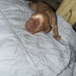 Winnie - Buff and white female Cocker Spaniel puppy in Lake, Mississippi from MGs Cockers