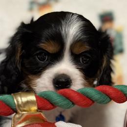 Dustin - Tri-color male Cavalier King Charles Spaniel puppy in Lawton, Oklahoma from Wild Wishes Cavaliers