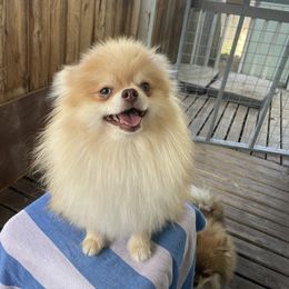Pomeranian All Grown Up from Belinda Hokanson