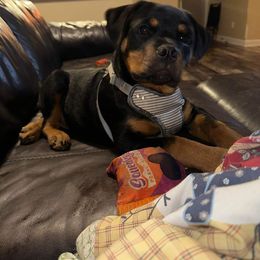 Rottweiler Puppies from Harris Hill Rottweilers